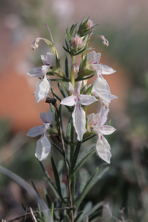 Germandre faux petit-pin, Teucrium pseudochamaepitys, Cabo de Gata, Andalousie orientale, mars 2018