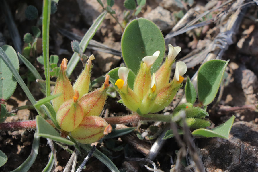 Anthyllide  quatre feuilles, Tripodion tetraphyllum, San-Jos, Andalousie orientale, mars 2018