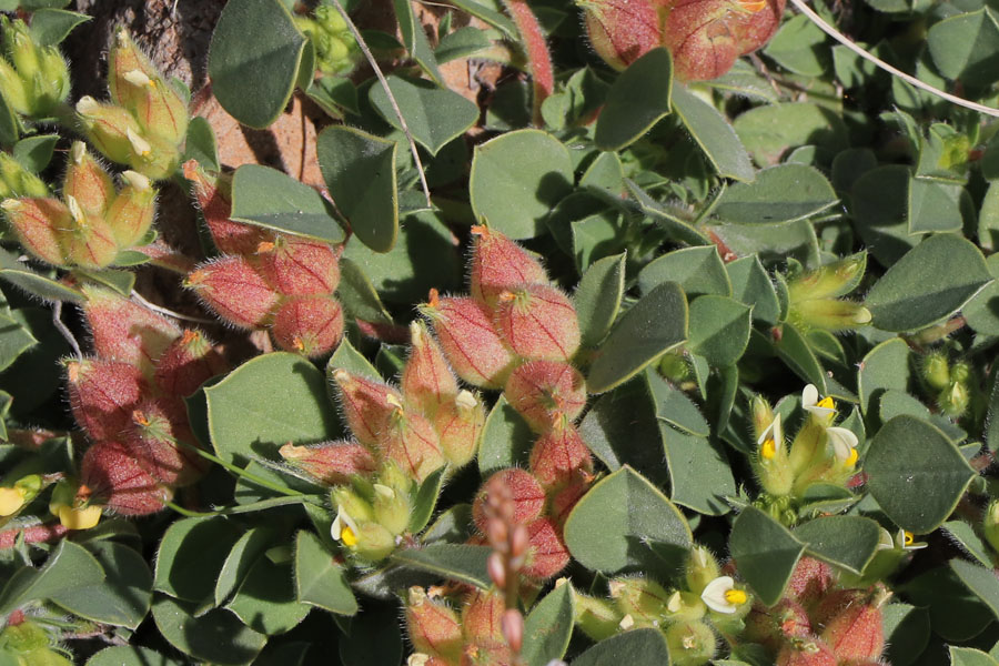 Anthyllide  quatre feuilles, Tripodion tetraphyllum, San-Jos, Andalousie orientale, mars 2018