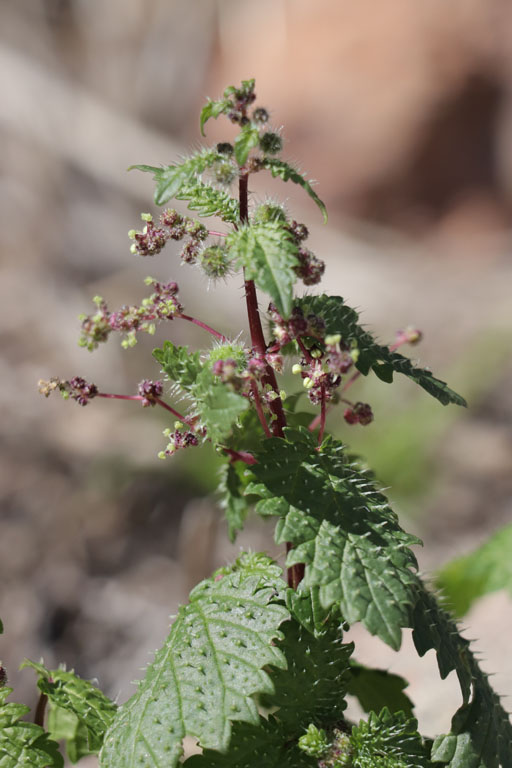 Ortie  pilules, Urtica pilulifera, Nijar, Andalousie orientale, mars 2018