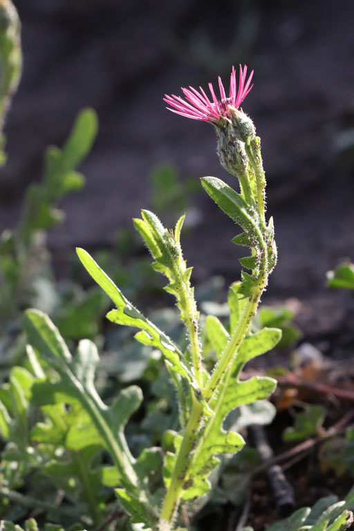 Volutaire  fleurs tubules, Volutaria tubuliflora, Almeria, Andalousie orientale, mars 2018
