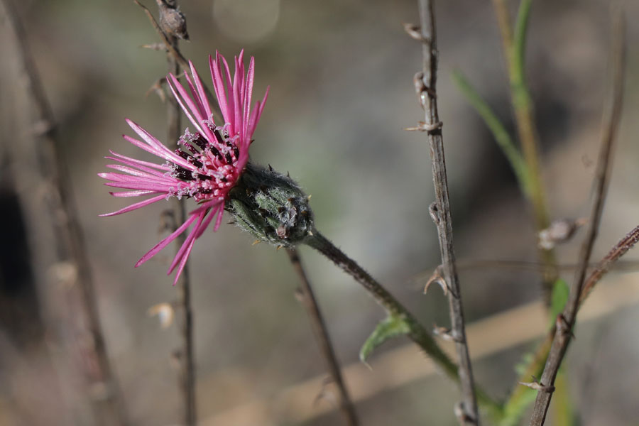 Volutaire  fleurs tubules, Volutaria tubuliflora, Dsert de Tabernas, Andalousie orientale, mars 2018