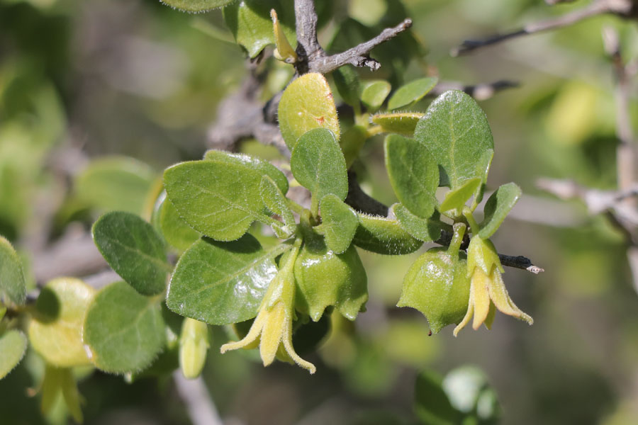 Withanie frutescente, Withania frutescens, Nijar, Andalousie orientale, mars 2018