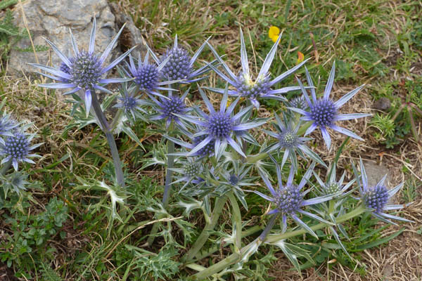 Chardon bleu des Pyrnes, Eryngium bourgatii, Pyrnes, Valle d'Aulon, juillet 2019