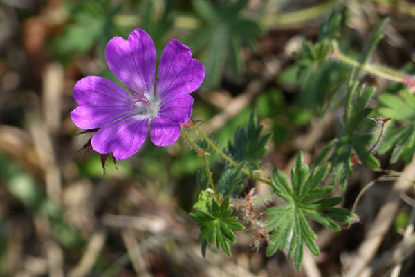 Granium sanguin, Geranium sanguineum, Ctes d'Armor, aot 2019