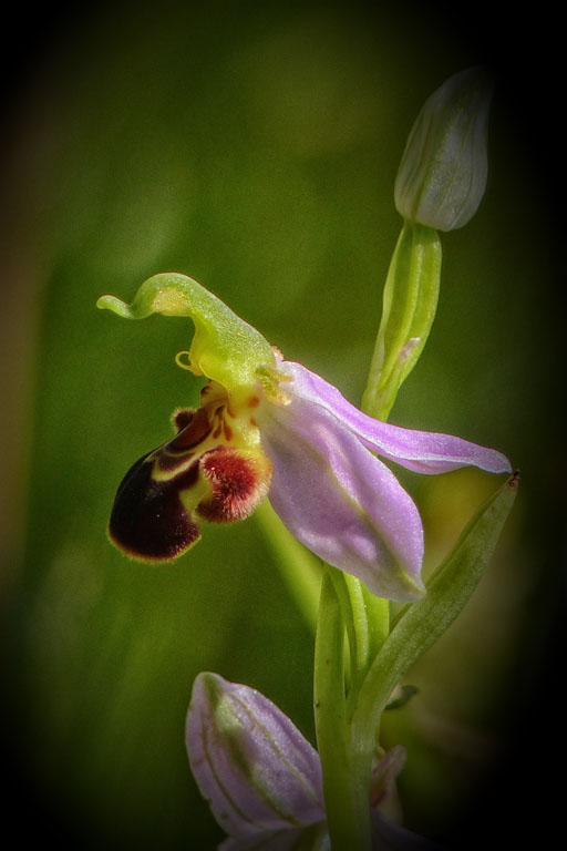 Ophrys abeille
