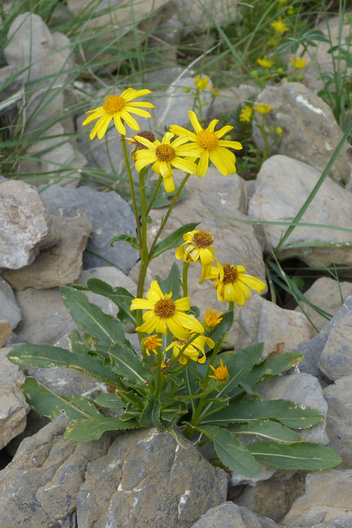 Sneon des Pyrnes, Senecio pyrenaicus, Pyrnes, Valle de Pineta, juillet 2019