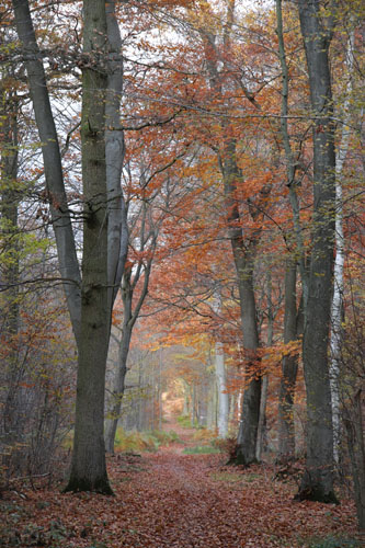 Chemin en fort