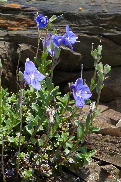 Vronique des rochers, Veronica fruticans, Pyrnes, Valle de Saux, juillet 2019