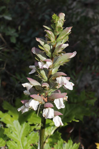 Acanthe  feuilles molles, Acanthus mollis, Toulon, Mont Faron, mai 2019