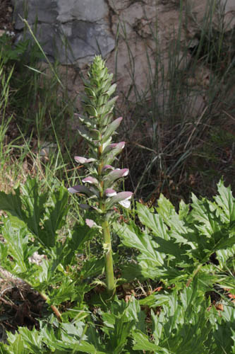 Acanthe  feuilles molles, Acanthus mollis, Toulon, Mont Faron, mai 2019