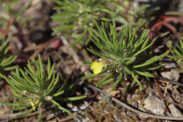 Bugle petit Pin, Ajuga chamaepitys, Le Muy, Var, mai 2019