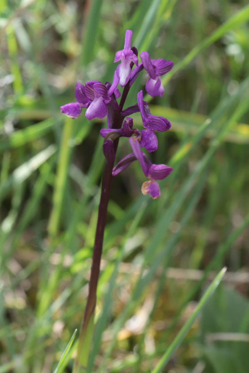 Orchis de Champagneux, Anacamptis morio subsp. champagneuxii, Flassans-sur-Issole, Lac Redon, mai 2019