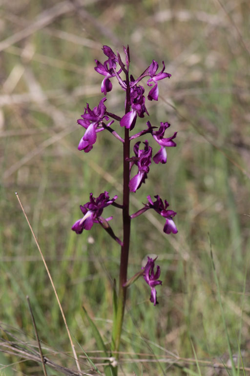 Orchis  fleurs lches, Anacamptis laxiflora, Plaine des Maures, Var, mai 2019