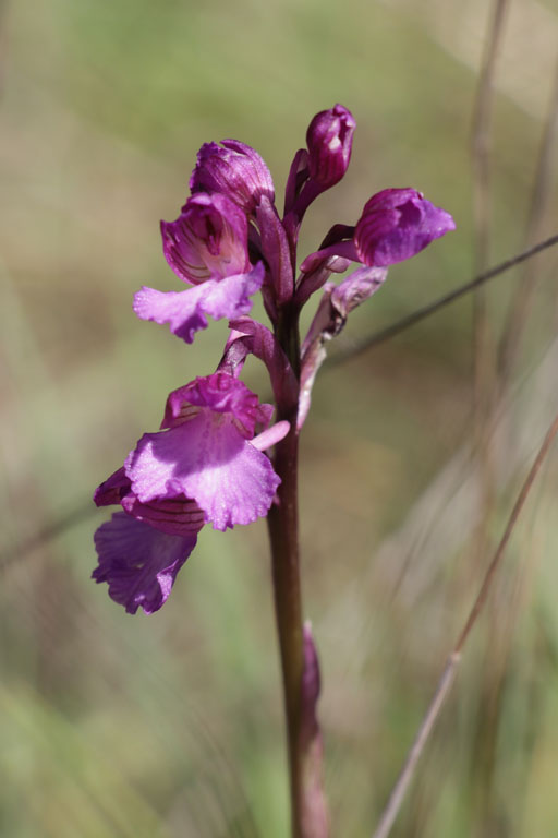 Orchis papillon, Anacamptis papilionacea, Plaine des Maures, Var, mai 2019