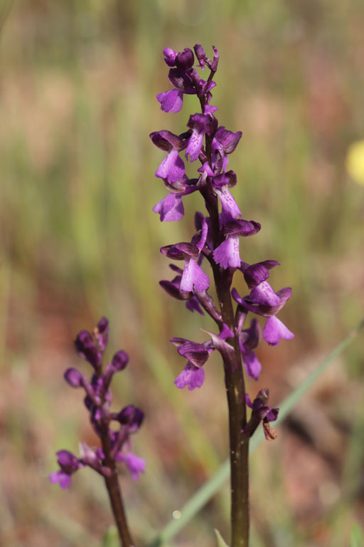 Orchis peint, Anacamptis morio subsp. picta, Plaine des Maures, Var, mai 2019
