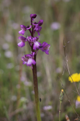 Orchis peint, Anacamptis morio subsp. picta, Plaine des Maures, Var, mai 2019