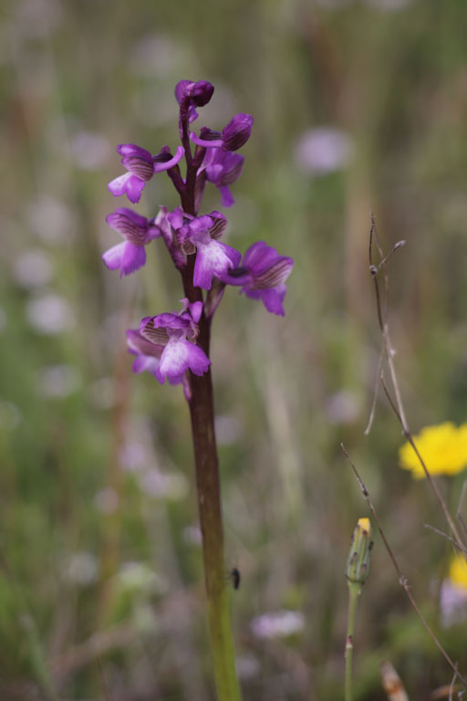 Orchis peint, Anacamptis morio subsp. picta, Plaine des Maures, Var, mai 2019