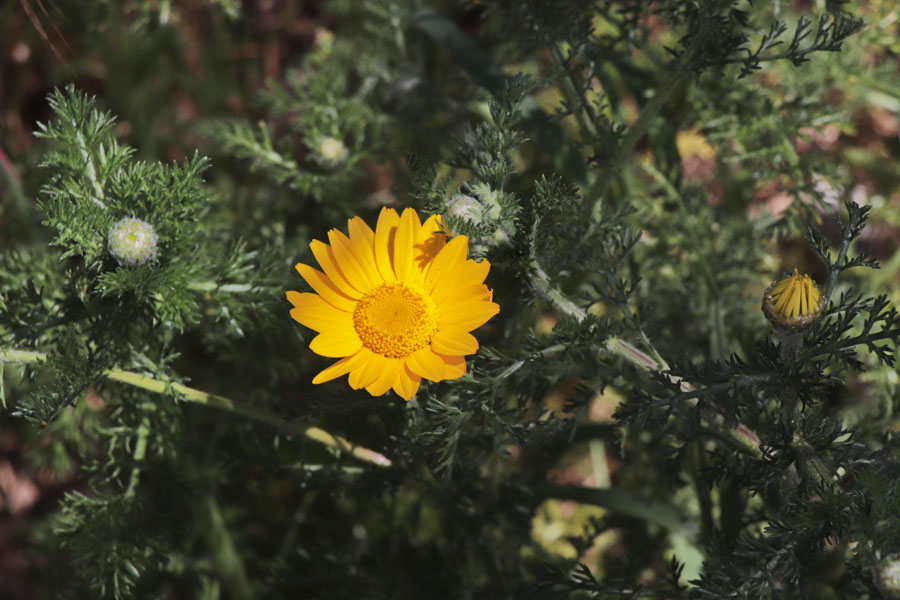 Anacycle radi, Anacyclus radiatus subsp. radiatus, Frjus, Var, mai 2019