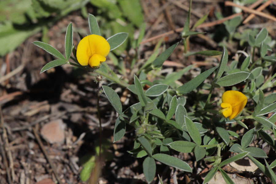 Argyrolobe de Zanon, Argyrolobium zanonii, Le Muy, Var, mai 2019