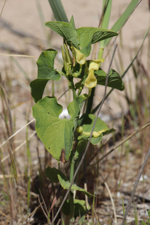 Aristoloche clmatite, Aristolochia clematitis, Frjus, Var, mai 2019
