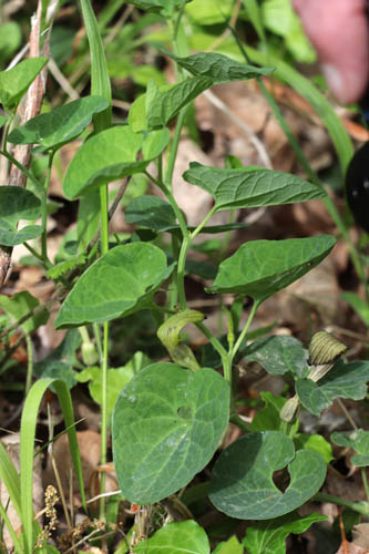 Aristoloche ple, Aristolochia pallida, Plaine des Maures, Var, mai 2019