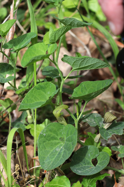 Aristoloche ple, Aristolochia pallida, Plaine des Maures, Var, mai 2019