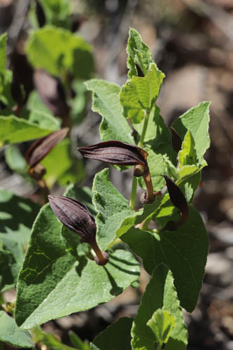 Aristoloche pistoloche, Aristolochia pistolochia, Le Muy, Var, mai 2019