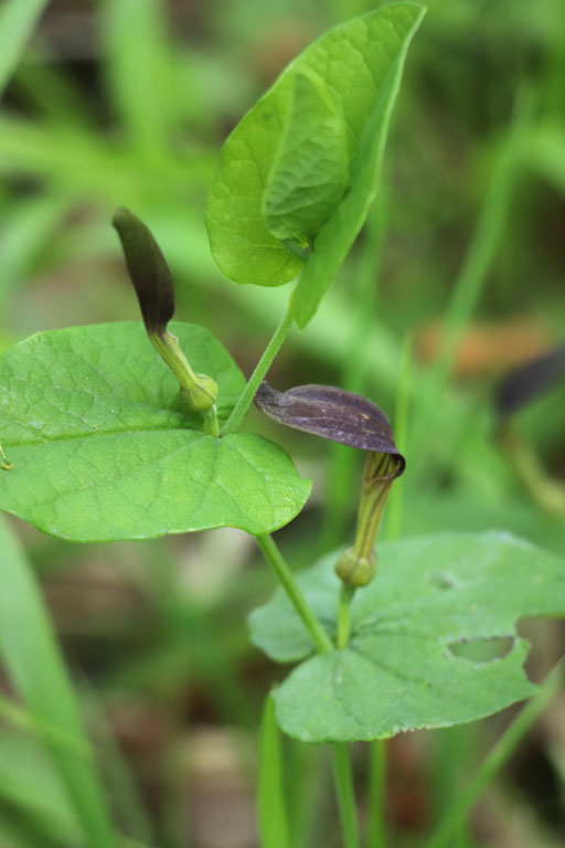 Aristoloche  feuilles rondes, Aristolochia rotunda, Plaine des Maures, Var, mai 2019