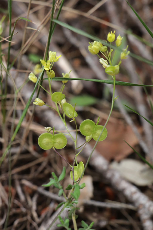 Biscutelle commune, Biscutella laevigata, Toulon, le Coudon, mai 2019