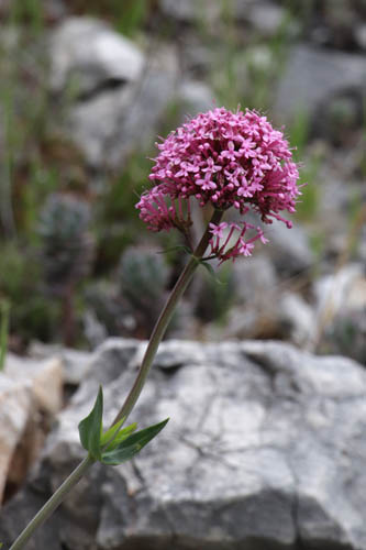 Lilas d'Espagne, Centranthus ruber, Toulon, Mont Faron, mai 2019