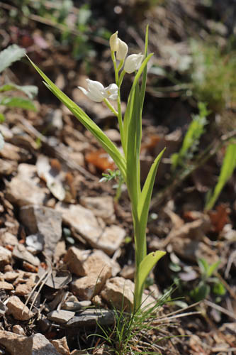 Cphalanthre  longues feuilles, Cephalanthera longifolia, Sollis-Toucas, Var, mai 2019