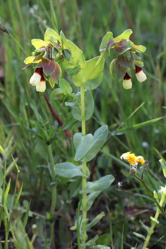 Grand crinthe, Cerinthe major, Plaine des Maures, Var, mai 2019