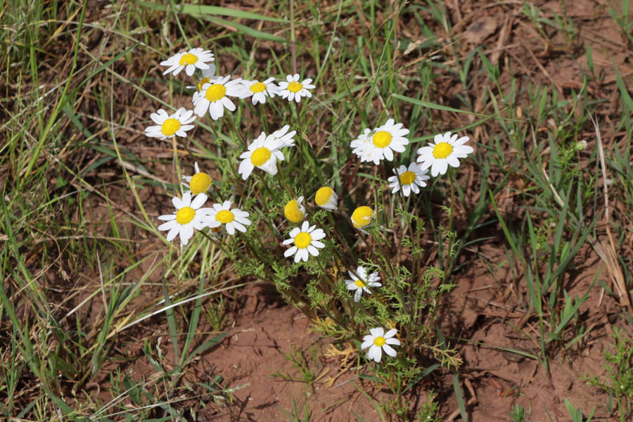 Anthmis prcoce, Chamaemelum fuscatum, Gonfaron, Var, mai 2019