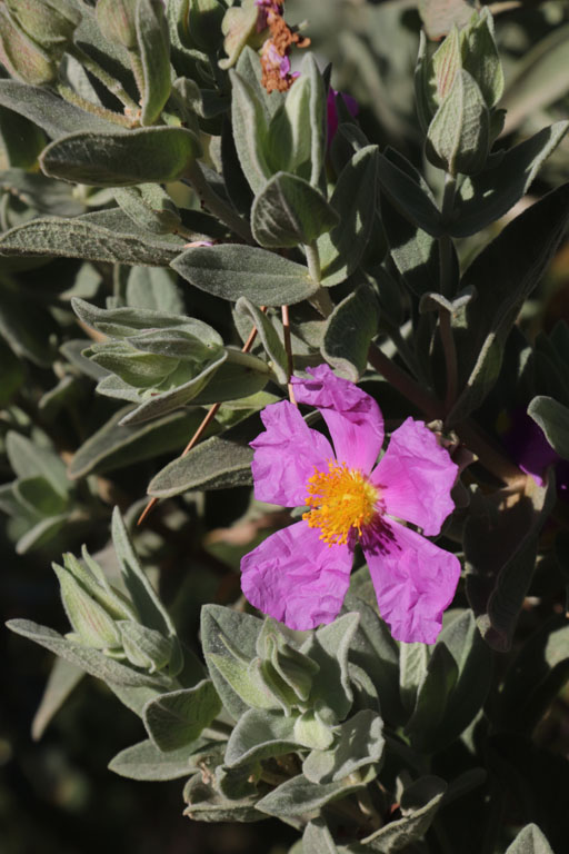 Ciste blanchtre, Cistus albidus, Le Muy, Var, mai 2019