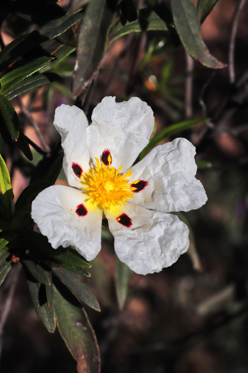 Ciste ladanifre, Cistus ladanifer, Le Muy, Var, mai 2019