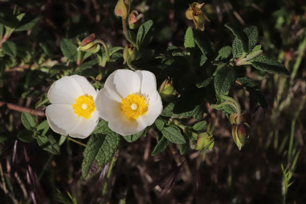 Ciste  feuilles de sauge, Cistus salviifolius, Plaine des Maures, Var, mai 2019
