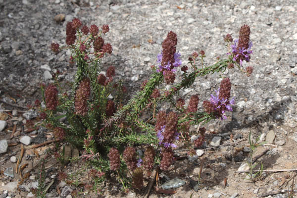 Coris de Montpellier, Coris monspeliensis, Toulon, le Coudon, mai 2019