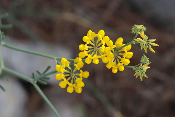Coronille  tiges de jonc, Coronilla juncea, Toulon, Mont Faron, mai 2019