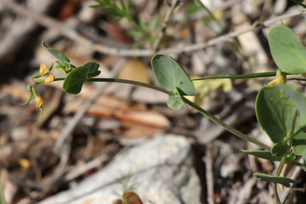 Coronille scorpiode, Coronilla scorpioides, Toulon, le Coudon, mai 2019