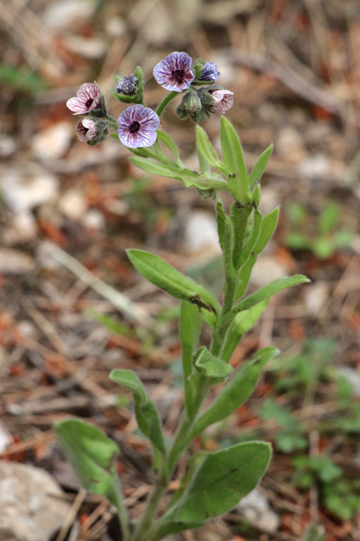 Cynoglosse de Crte, Cynoglossum creticum, Toulon, le Coudon, mai 2019