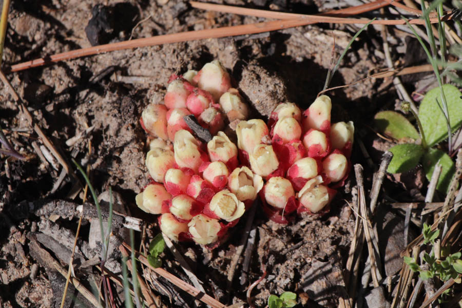 Cytinet rouge, Cytinus ruber, Le Muy, Var, mai 2019