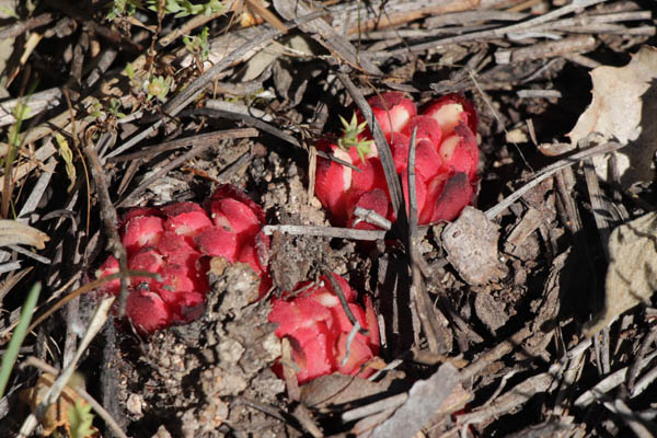 Cytinet rouge, Cytinus ruber, Le Muy, Var, mai 2019