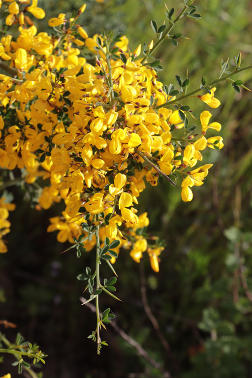 Calicotome pineux, Cytisus spinosus, Plaine des Maures, Var, mai 2019
