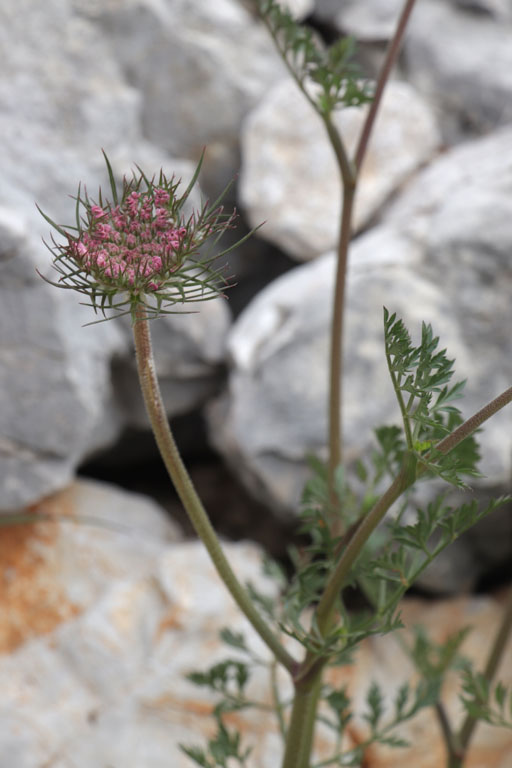 Carotte, Daucus carota, Toulon, Mont Faron, mai 2019