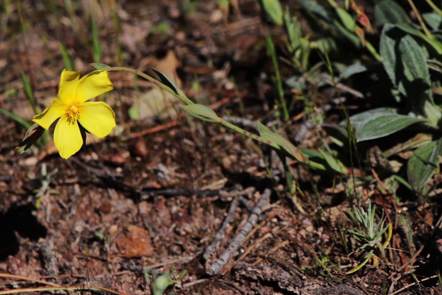 Tubraire, Diatelia tuberaria, Le Muy, Var, mai 2019
