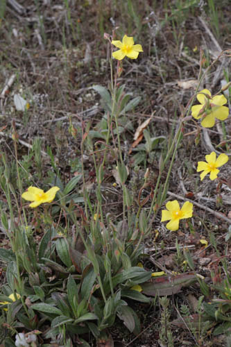 Tubraire, Diatelia tuberaria, Plaine des Maures, Var, mai 2019