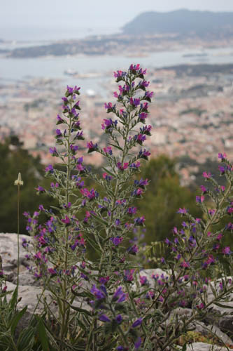 Viprine commune, Echium vulgare, Toulon, Mont Faron, mai 2019