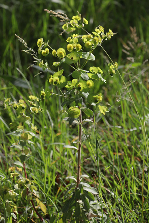 Euphorbe  feuilles d'amandier, Euphorbia amygdaloides, Plaine des Maures, Var, mai 2019