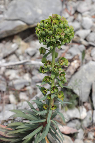 Euphorbe characias, Euphorbia characias, Toulon, Mont Faron, mai 2019